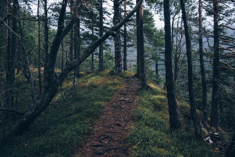 adventure forest nature 4029 824x550 1