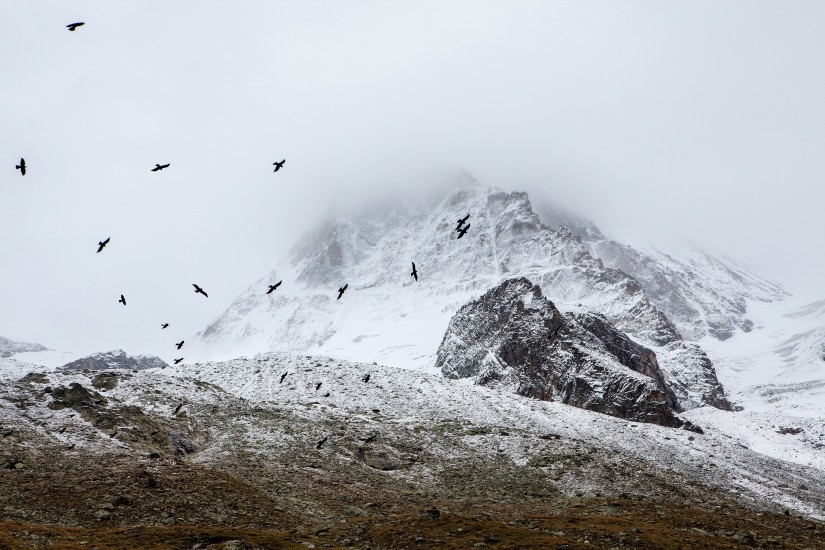 birds cold fog 4037 825x550 1