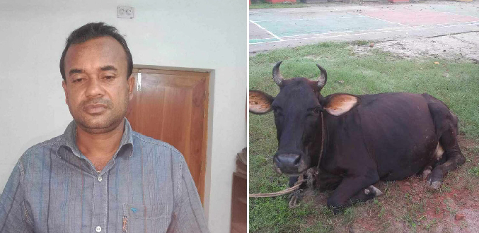 বগুড়ায় পত্রিকার সাংবাদিক পরিচয় দানকারী গরু চোর মিঠু আটক 7 1695734301368