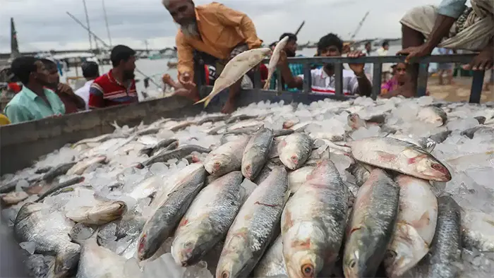 74939 fish