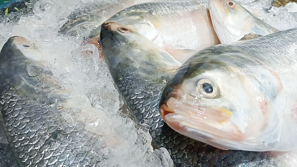 রুপালি ইলিশের চড়া দাম 11 hilsha fish 5 20230901165743