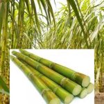 চাঁদপুরে আখ চাষের লক্ষ্যমাত্রা ছাড়িয়েছে