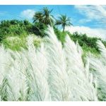 কুমিল্লার গোমতীর চরে মুলার বাম্পার ফলন