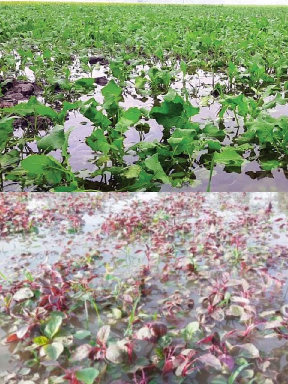 বগুড়ায় টানা বৃষ্টিতে ক্ষতিগ্রস্ত শীতকালীন সবজি, হতাশ কৃষক 5 IMG 20231005 WA0000