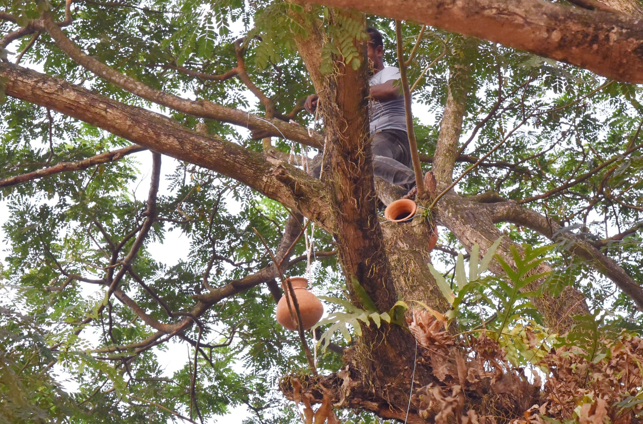 পাখির জন্য নিরাপদ আশ্রয় তৈরিতে খুলনা বিশ্ববিদ্যালয়ের গাছে গাছে মাটির হাঁড়ি 8 Khulna University Photo 02 scaled