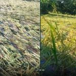 কসবায় ট্রেনে কাটা পড়ে নিহত ১