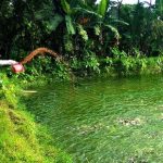 ফুলবাড়ীতে দ্বাদশ নির্বাচন উপলক্ষে  আনসার ও ভিডিপি’র সদস্য যাচাই-বাছাই