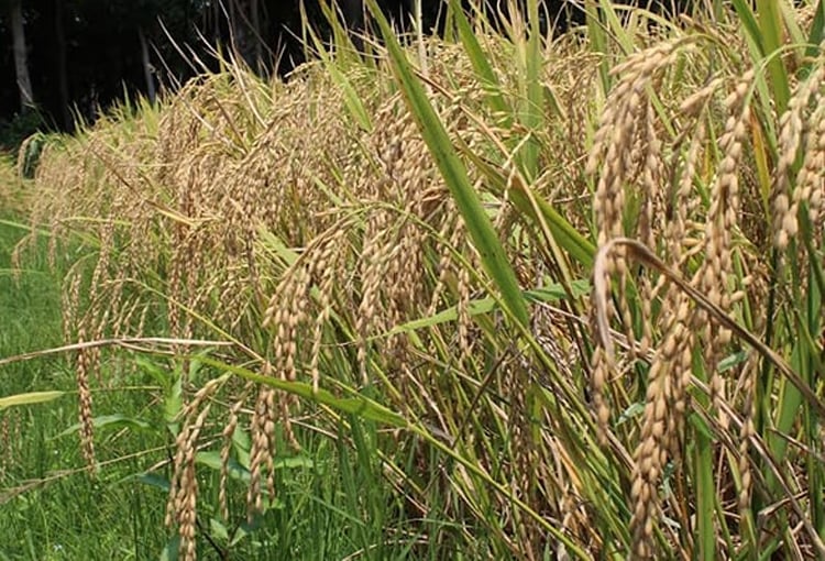 image 115968 1701060311