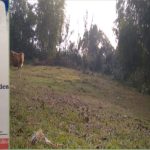 পেকুয়ায় অবৈধ ইটভাটায় পুড়ছে বনের কাঠ! হুমকির মুখে বনাঞ্চল ও জনস্বাস্থ্য