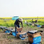 ববি শিক্ষক সমিতির নেতৃত্বে বাতেন-আবির