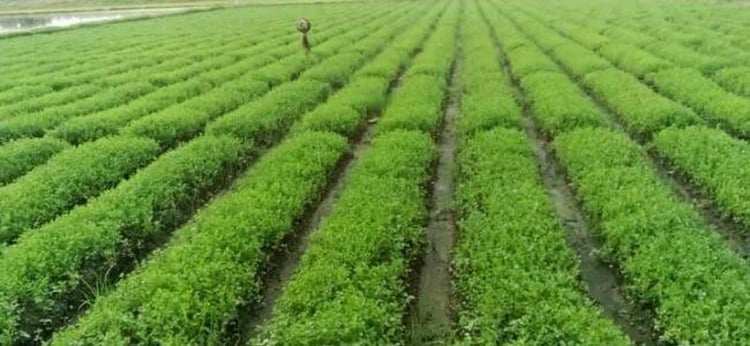 image 116414 1701408530