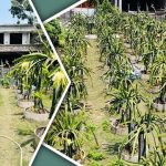 কুমিল্লার বরুড়ায় ধনেপাতা চাষে সাফল্যে কৃষকদের মুখে হাসি