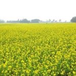 কুড়িগ্রামে অটোরিকশা পেয়ে এখন স্বাবলম্বী ভিক্ষুক বামন দম্পতি