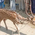 ক্রিকেট থেকে দুই বছরের জন্য নিষিদ্ধ নাসির