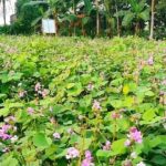 মামলা তুলে নিতে শিশু আয়ানের বাবাকে হত্যার হুমকি