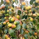 সাতক্ষীরা অঞ্চলে হেলিকপ্টার  চলে রাস্তায়