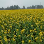 মেট্রোরেল বদলে দিয়েছে ঢাকাবাসীর জীবনচিত্র