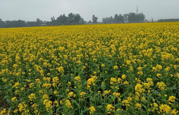 image 123701 1706169591