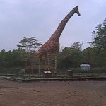 পাথরঘাটায় মাদ্রাসা কর্মচারি নিয়োগে ঘুষ বাণিজ্যের অভিযোগ