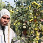 খুলনা উপকূলে সরিষার বাম্পার ফলন