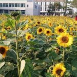 দুদক উপ সহকারী পরিচালক পদ থেকে শরীফের চাকরিচ্যুতি নিয়ে হাইকোর্টের রুল