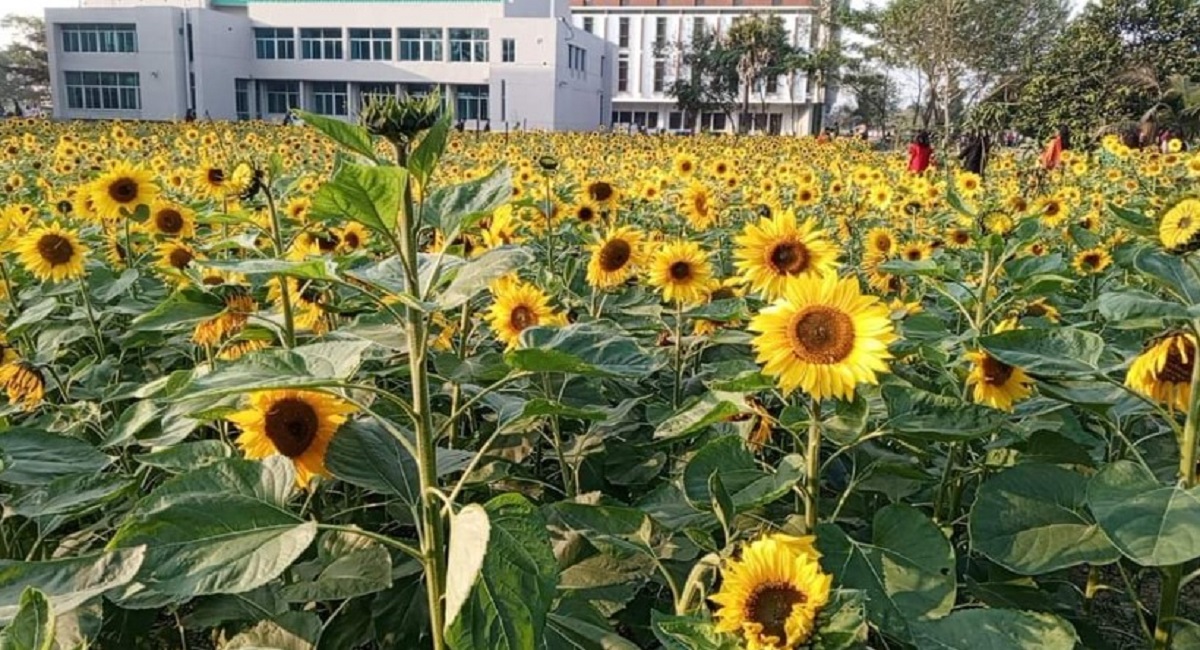 খুলনা ভার্সিটির সৌন্দর্য বাড়িয়ে দিয়েছে সূর্যমুখী 6 852