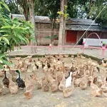 ওমরাহ করতে পারবেন ভিসা ছাড়া ২৯ দেশের নাগরিক