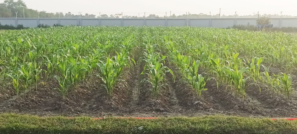 Corn cultivation