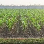 ধুনটে নবজাতক শিশুকে ১ লাখ টাকায় বিক্রির অভিযোগ