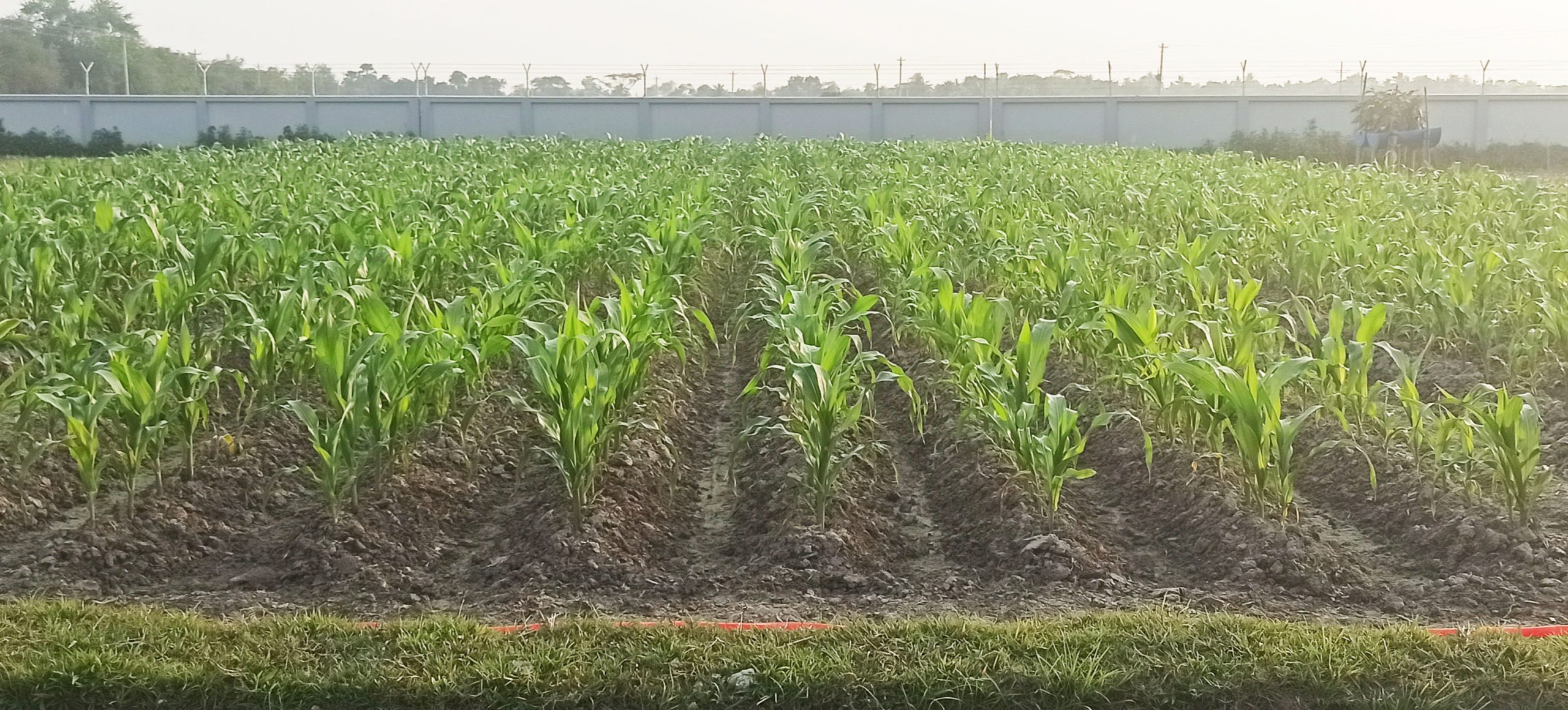 Corn cultivation scaled