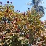 দশমিনায় সড়ক দখল করে ফড়িয়ারদের ব্যবসা  জনজীবনে চরম দূর্ভোগ