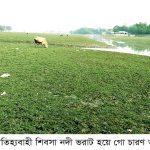 খুলনা উপকূলে সরিষার বাম্পার ফলন