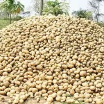 তিন দশক জীর্ণ ছাউনির নিচে বসবাস জরিনার