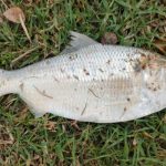 প্রেমের টানে ইন্দোনেশীয় তরুণী শিবচরে