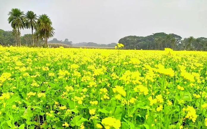 image 125350 1707195016