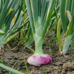 ৩০ হাজার টাকায় রোহিঙ্গারা হচ্ছে বাংলাদেশি!