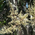 সিরাজগঞ্জের যমুনা চর  ছেয়ে গেছে লাল সোনা’য়