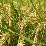 উইলস’র সহকারি প্রধান শিক্ষক নাসিরের চলছে ক্লাস রুটিন বাণিজ্য