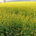 হযরত শাহজালাল আন্তর্জাতিক বিমানবন্দরে কঠোর নিরাপত্তা বেষ্টনীর মধ্যে সোনা চুরি