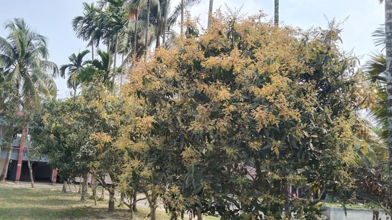 আম গাছ 37 2402241011