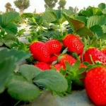 রাজাপুরে সরকারি অনুমোদন ছাড়াই নির্মিত হচ্ছে ঝুঁকিপূর্ন অবৈধ সেতু