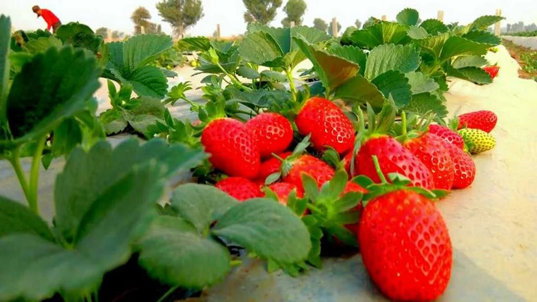 071cdb50c8442cfd293d6f5e09fef430 65f0d53cc6f4e