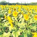 ডিভোর্সি পুরুষকেই বিয়ে করা উচিত: কাঞ্চন মল্লিকের তৃতীয় স্ত্রী