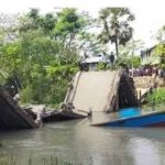 কলাপাড়ায় ডাল ক্ষেতে বিষ, মারা পড়ল ৫ শতাধিক কবুতর