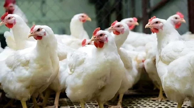 e860e3f9ce34e0e75d5fc5ca1fb9aaac 65ee9fd452223