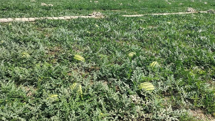 image 788147 1711209110