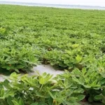 এতিমদের সম্মানে বিএনপি নেতাদের ইফতার