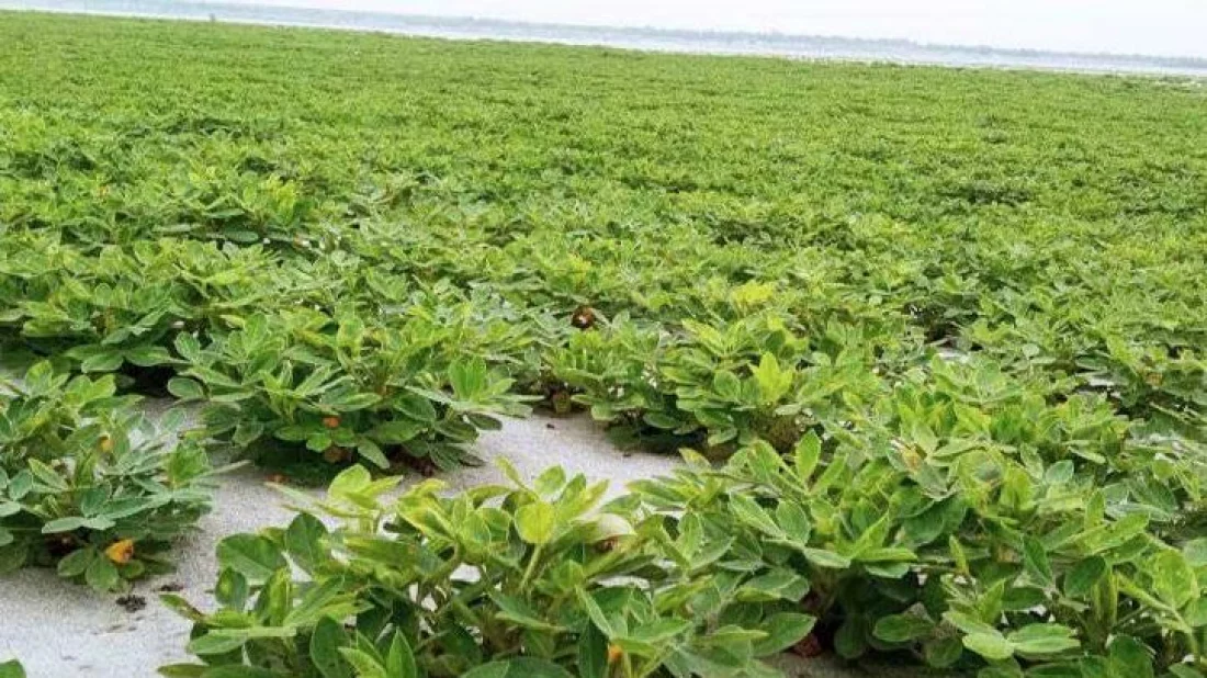 সিরাজগঞ্জ