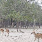 বাংলাদেশে ভালো জিনিসের কদর নেই: পূজা চেরি