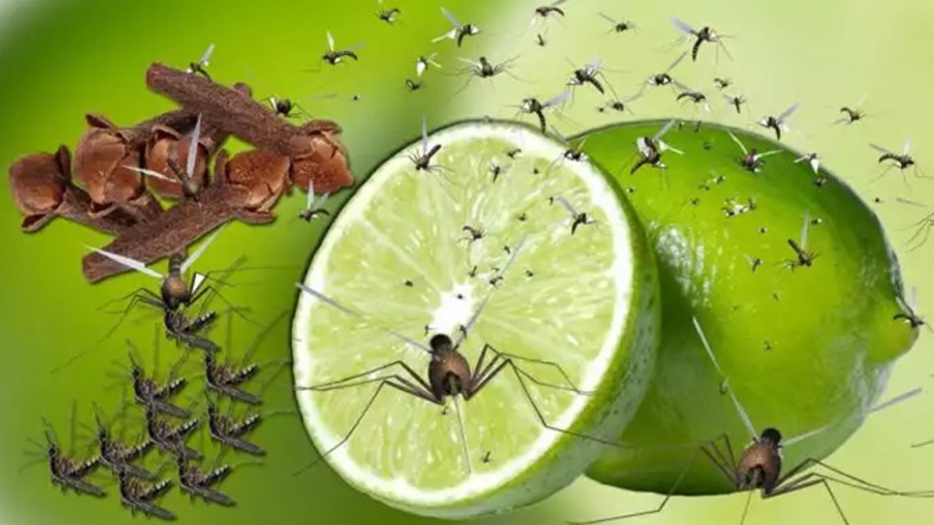 lemon mosqu 20240427075603